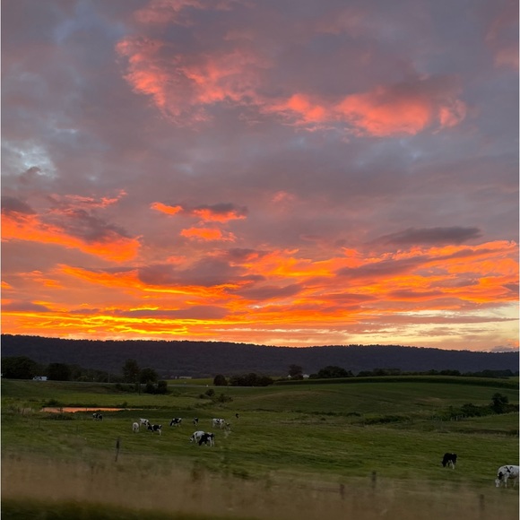 Meet your Posher, Ramses - Picture 1 of 2